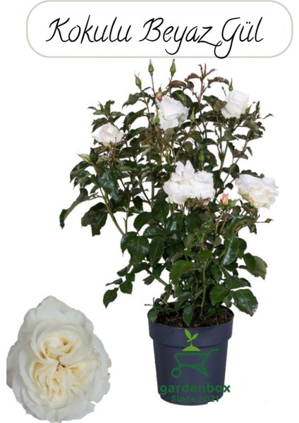 Yediveren Beyaz Renk Gül Çiçeği Fidanı 1 Adet Saksıda 30-50CM