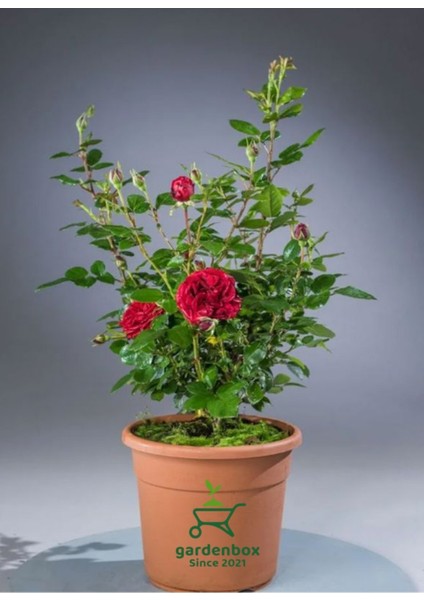 Kokulu Kırmızı Renk Yediveren Gül Fidanı 1 Adet Saksılı 30-50CM