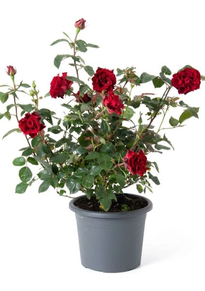 Kokulu Kırmızı Renk Yediveren Gül Fidanı 1 Adet Saksılı 30-50CM fiyatları