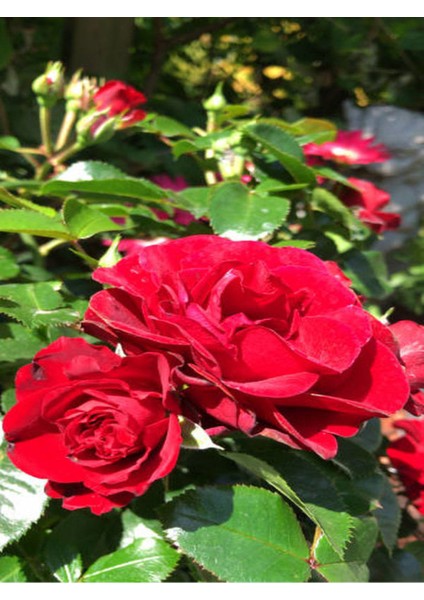 Kokulu Kırmızı Renk Yediveren Gül Fidanı 1 Adet Saksılı 30-50CM modelleri