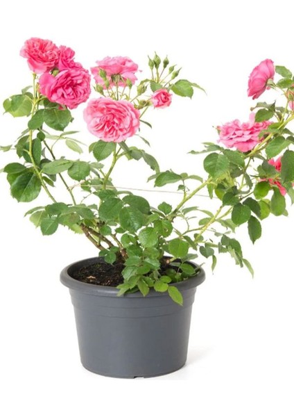 Garden Box Formlu Yoğun Kokulu Pembe Gül Fidanı 1 Adet Saksılı 30-60CM(PINK Rose)