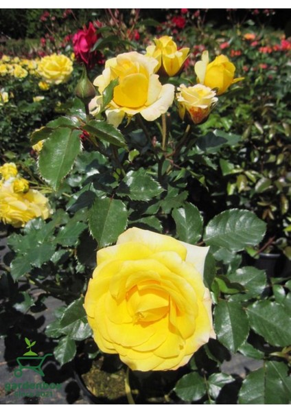 Mis Kokulu Sarı Renk Gül Fidanı 30-40CM 1 Adet Saksıda (Rose)