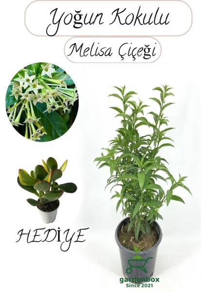 Kokulu Melisa Çiçeği Saksılı 30-50CM +Para Sukulent Hediye fiyatları