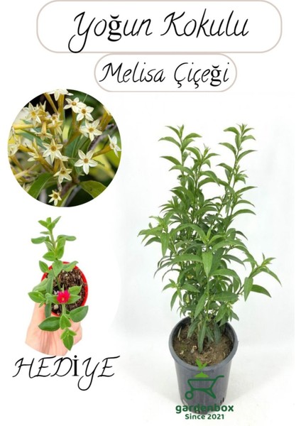 Mis Kokulu Melisa Çiçeği Fidanı 1 Adet 30-50CM Saksılı+Buz Çiçeği