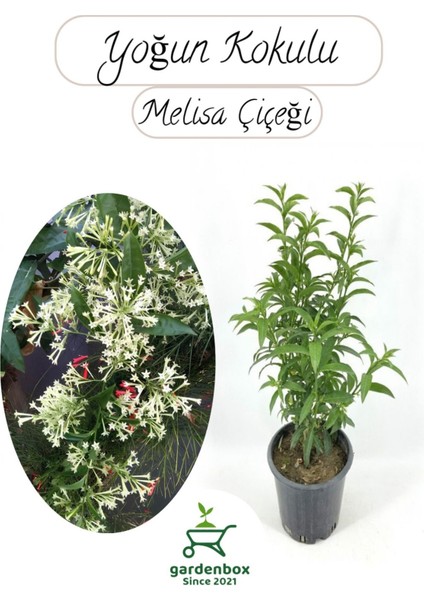 Melisa Çiçeği Yoğun Kokulu 1 Adet 30-40CM Saksılı(Cestrum Nocturnum)