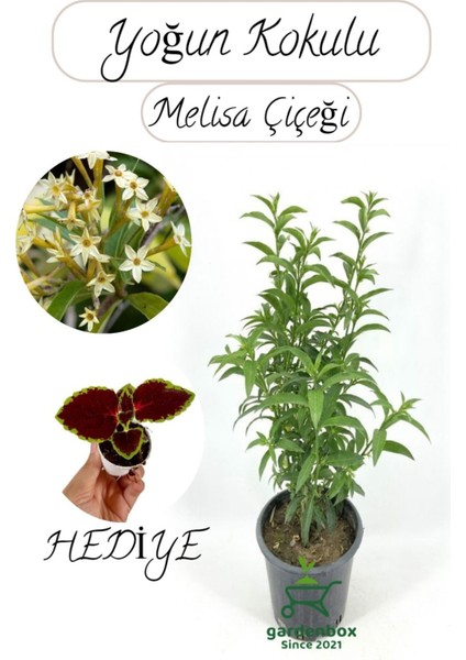 Kokulu Melisa Çiçeği Saksılı 30-50CM +Yaprak Güzeli Hediye