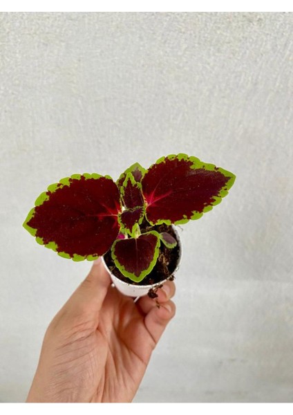 Kokulu Melisa Çiçeği Saksılı 30-50CM +Yaprak Güzeli Hediye modelleri