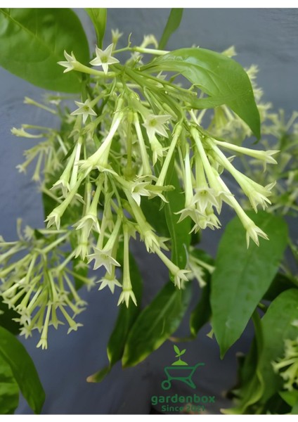 Melisa Çiçeği Fidanı Saksıda Bahçe Çiçeği 30-50CM (Cestrum Nocturnum)