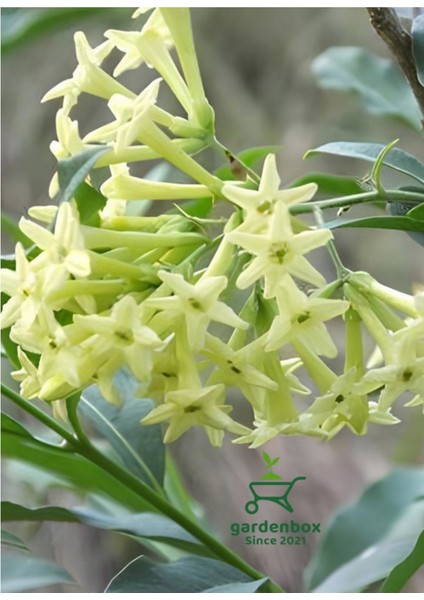 Kokulu Gece Sefası Melisa Çiçeği Saksıda 30-60CM Bahçe Kokusu