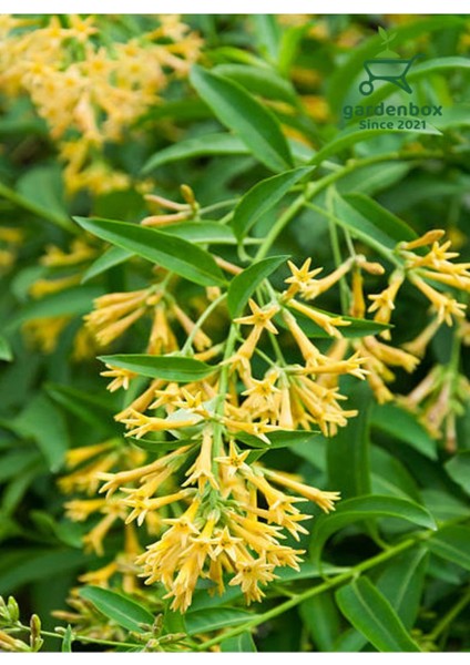 Cestrum Nocturnum Saksıda Melisa Çiçeği 30-60CM