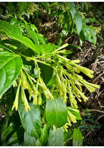 Cestrum Nocturnum Saksıda Melisa Çiçeği 30-60CM modelleri