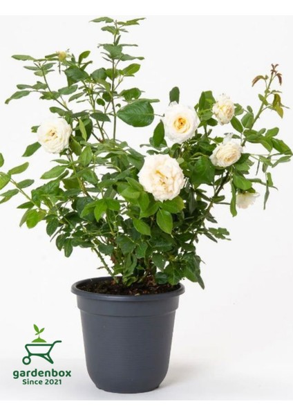 Kokulu Yediveren Beyaz Renk Bahçe Gülü 1 Adet Saksılı 30-50CM