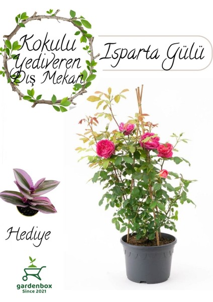 Mis Kokulu Pembe Isparta Gülü Saksılı 30-50CM+TELGRAF Çiçeği Hediye