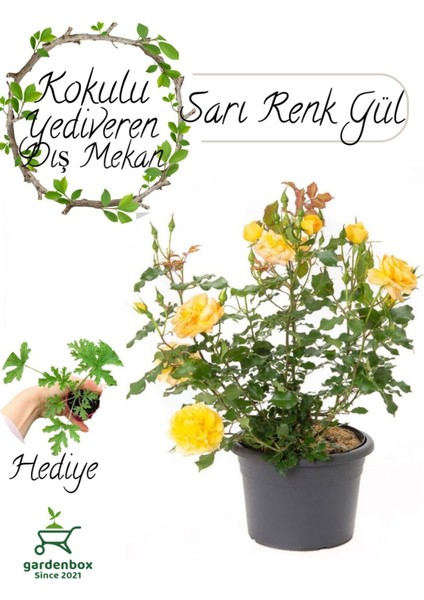 Kokulu Yediveren Sarı Renk Gül Fidanı Saksıda 30-50CM+ Itır Çiçeği