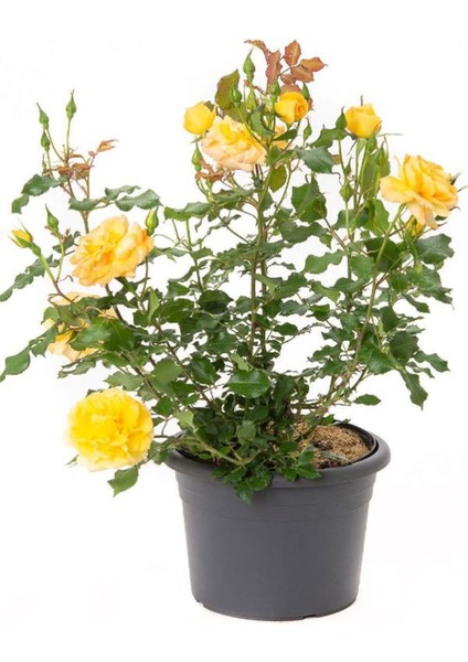 Kokulu Yediveren Sarı Renk Gül Fidanı Saksıda 30-50CM+ Itır Çiçeği fiyatları