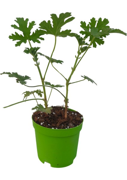 Kokulu Yediveren Sarı Renk Gül Fidanı Saksıda 30-50CM+ Itır Çiçeği modelleri