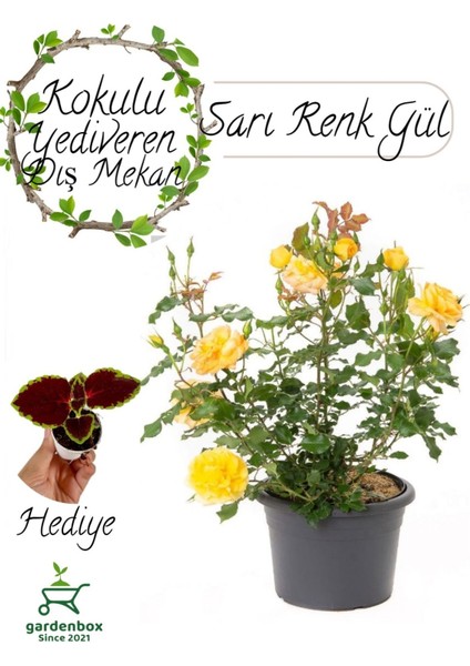 Kokulu Canlı Sarı Gül Fidanı 1 Adet Saksıda Bahçe Çiçeği+ Yaprak Güzeli