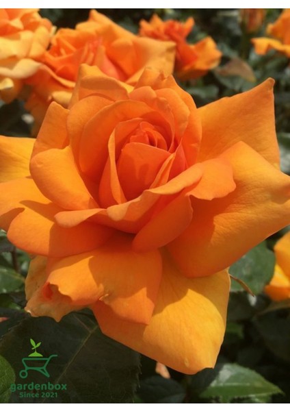 Kokulu Formlu Turuncu Gül Fidanı Saksıda 30-50CM 1 Adet Bahçe Bitkisi