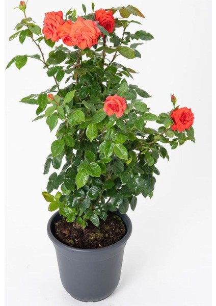 Kokulu Formlu Turuncu Gül Fidanı Saksıda 30-50CM 1 Adet Bahçe Bitkisi fiyatları