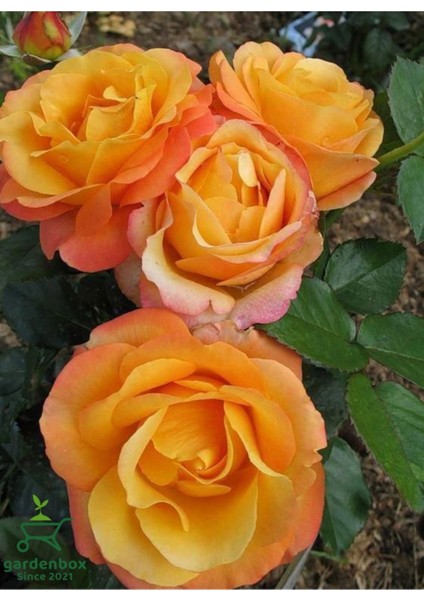 Kokulu Formlu Turuncu Gül Fidanı Saksıda 30-50CM 1 Adet Bahçe Bitkisi modelleri