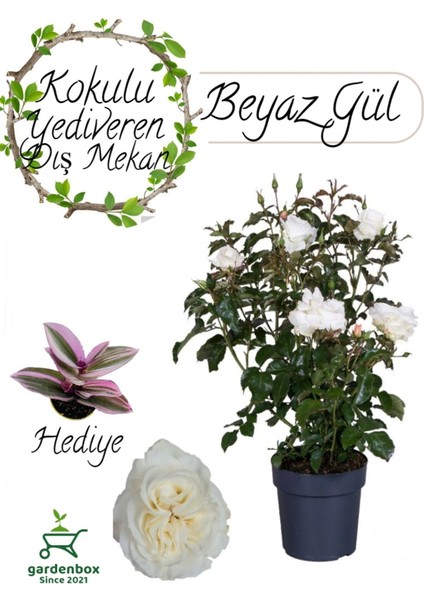 Canlı Beyaz Fül Fidanı Saksıda 30-50CM+ Pembe Telgraf Çiçeği