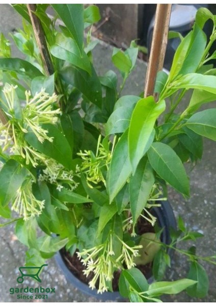 Melisa Kolanya Çiçeği Saksıda 30-60CM (Cestrum Nocturnum) modelleri