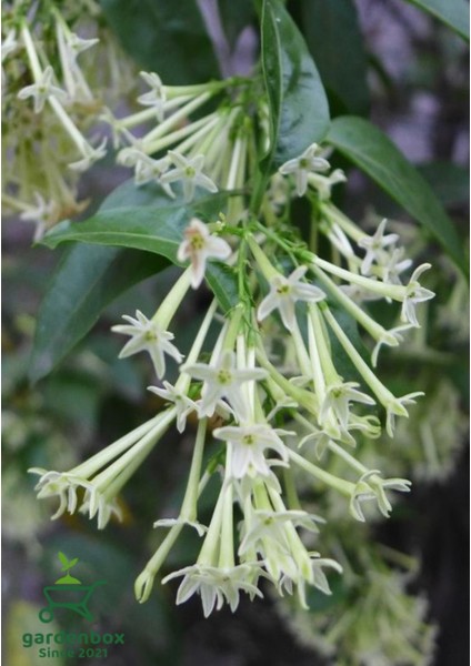 Melisa Çiçeği Fidanı Saksıda Bahçe Çiçeği 30-50CM (Cestrum Nocturnum)