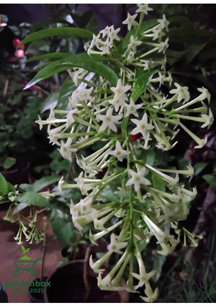Melisa Çiçeği Fidanı Saksıda Bahçe Çiçeği 30-50CM (Cestrum Nocturnum) modelleri