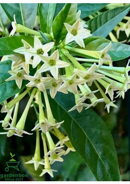 Melisa Çiçeği 1 Adet Saksılı 30-60CM (Cestrum Nocturnum) modelleri