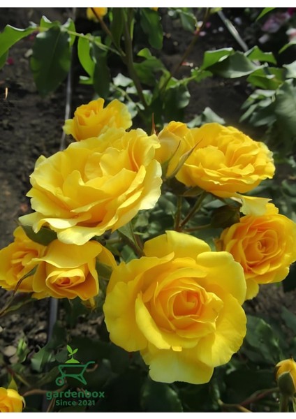 Kokulu Sarı Renk Gül Fidanı 1 Adet Saksıda 30-50CM (Yellow Rose)