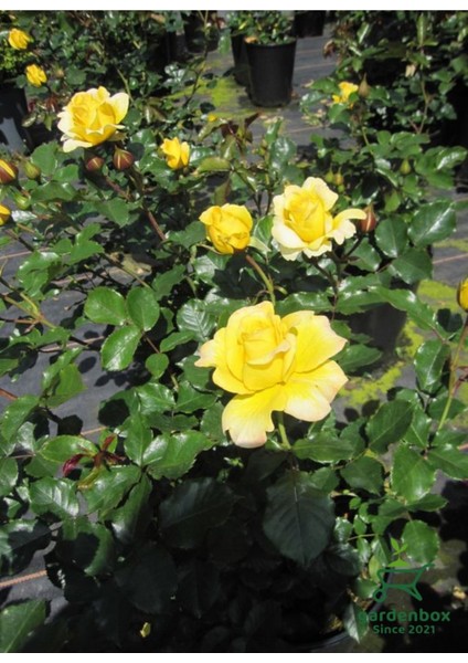 Kokulu Sarı Renk Gül Fidanı 1 Adet Saksıda 30-50CM (Yellow Rose) modelleri