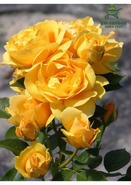 Canlı Saksıda Yediveren Sarı Renk Gül Fidanı 1 Adet 30-50CM modelleri