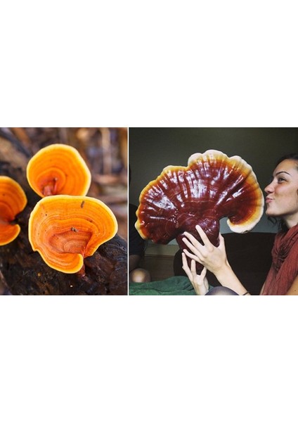 Tohumlar Fidana Reishi Mantarı Tohumu +5000  Adetlik Süper Fırsat Paketi  Reishi Miseli