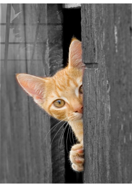 Kapıdan Bakan Kedi Cam Tablo | Hediyelik, Dekoratif, Ofis, Mutfak