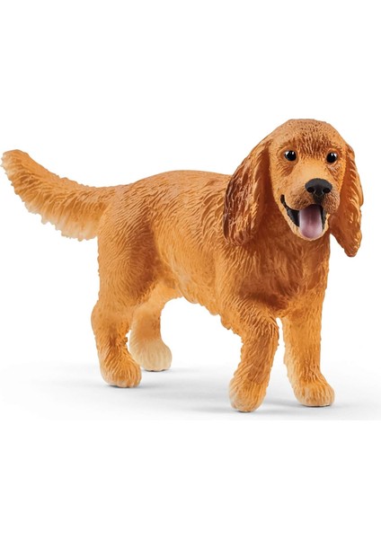 Ingiliz Cocker Köpek