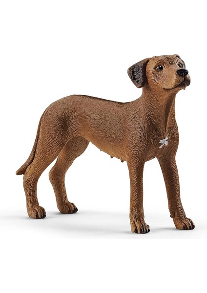 Rodezya Ridgeback Köpek