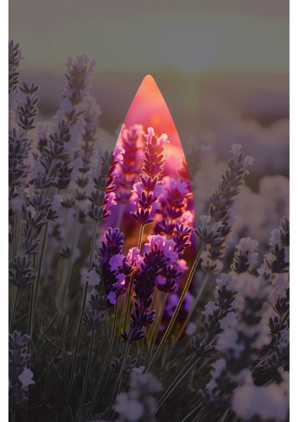 Lavanta Kokulu Geri Akış Tütsüsü konik Tütsü Lavander Backflow Incense Cones 10 Adet fiyatları