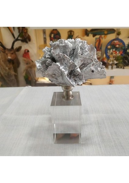 Kristal Kaideli Gümüş Mercan