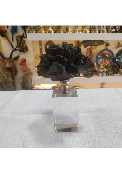 Kristal Kaideli Siyah Mercan