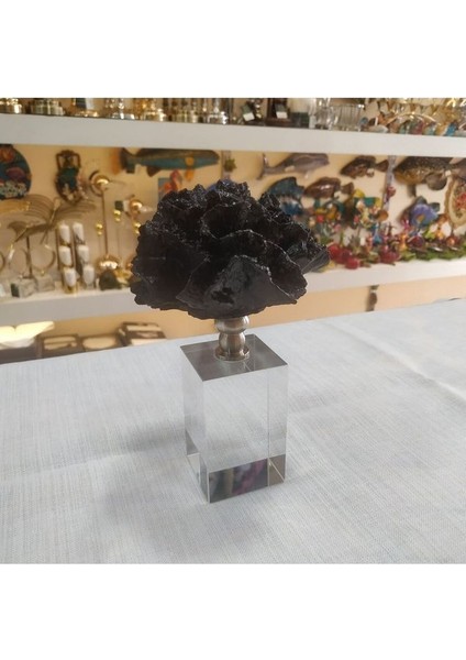 Kristal Kaideli Siyah Mercan fiyatları