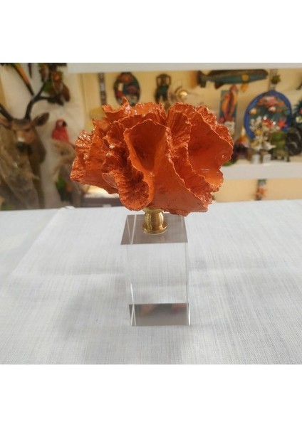 Kristal Kaideli Turuncu Mercan