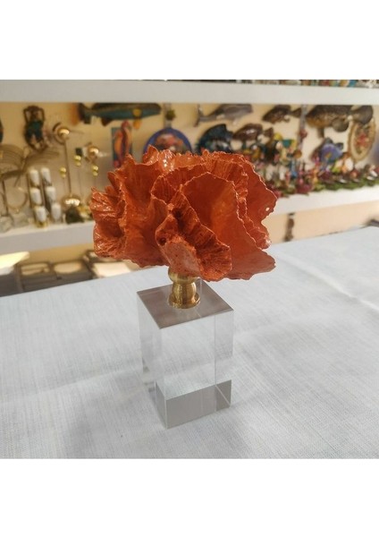 Kristal Kaideli Turuncu Mercan fiyatları