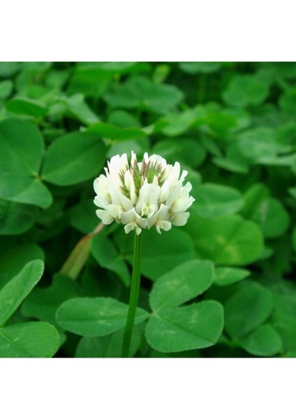 Ak Üçgül Trifolium Repens Bodur Yonca Tohumu 1 kg