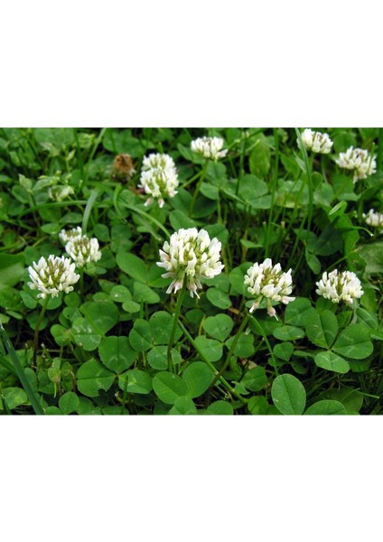 Ak Üçgül Trifolium Repens Bodur Yonca Tohumu 1 kg