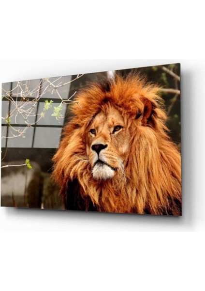 Miyrem Glasses Collection -A1^# Aslan 3 Cam Tablo