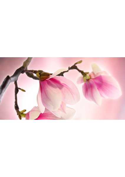 60X60 LED Panel Aydınlatma Armatür Avize Sıva Altı Desenli 1x2 Ikili Grup 46510072SA fırsatları