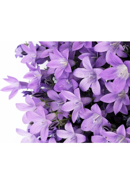 60X60 LED Panel Aydınlatma Armatür Avize Sıva Altı Desenli 1x2 Ikili Grup 46510730SA fırsatları