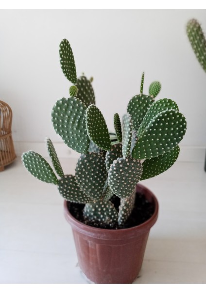 Opuntia Microdasys Beyaz Tavşan Kaktüs 52CM