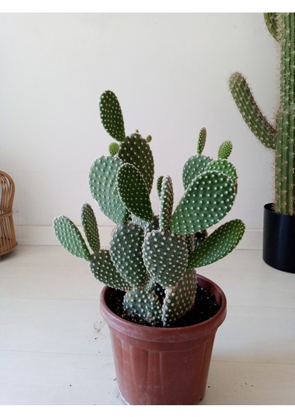 Opuntia Microdasys Beyaz Tavşan Kaktüs 52CM