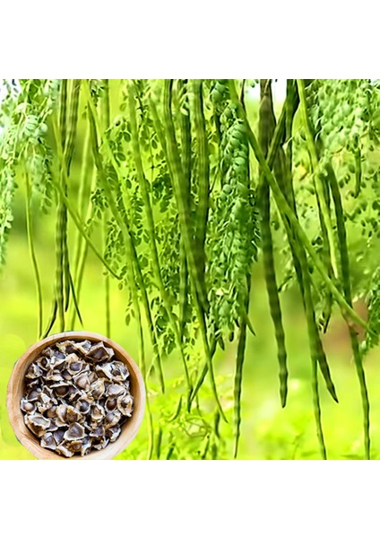 Antep Istachios 10 Adet Mucize Ağaç Moringa Oleifera Tohumu